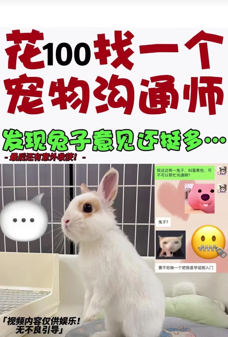 pet psychics in china, Little Red Book advertisement with a white rabbit for Chinese pet Communicators