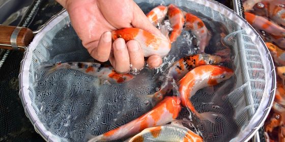 koi fish, thief, hand, viral news in China