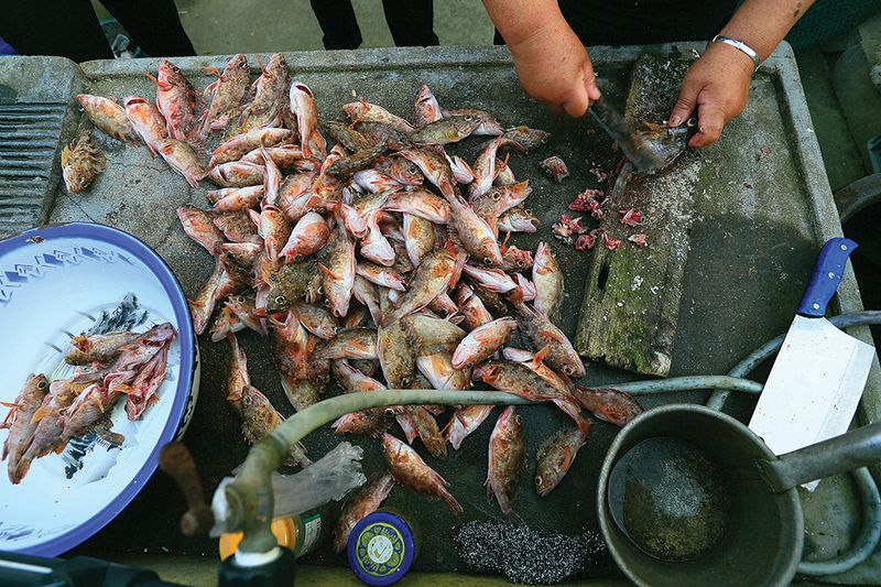 Yellow croakers are the mainstay of dinner tables all over the island