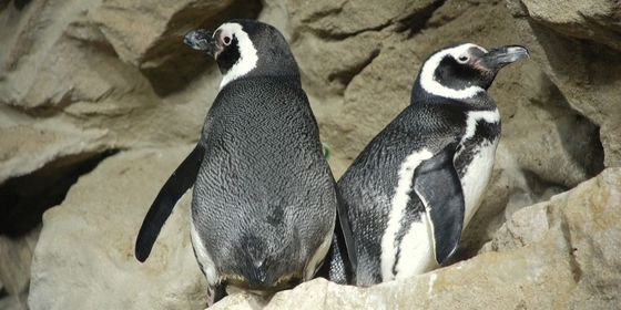 Magellan_Penguin_4008850646.jpg