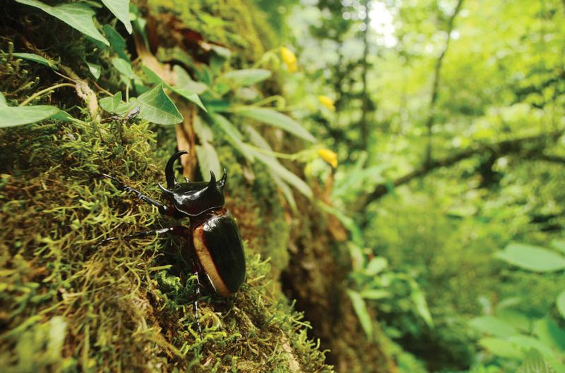 A five-horned rhinoceros beetle, taken in Tangmai, Tibet, 2011